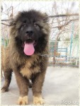بزرگترین سگ قفقاز