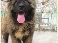 بزرگترین سگ قفقاز