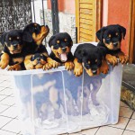 رتوایلر اصیل ایالت رتوایلر آلمان ، فروش سگ رتوایلر