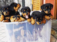 رتوایلر اصیل ایالت رتوایلر آلمان ، فروش سگ رتوایلر